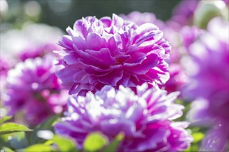 Pink peony flower in a botanical garden