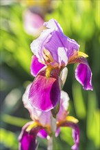 Colorful purple irises in a botanical garden