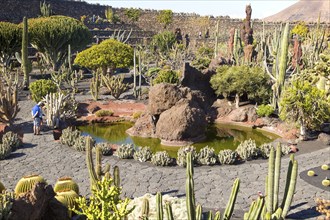 Cactus plants inside Jardin de Cactus designed by César Manrique, Guatiza, Lanzarote, Canary