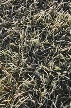 Close-up of frost and ice covered Poa pratensis, Kentucky Bluegrass lawn in early morning light in