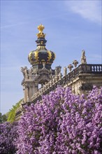 The lilacs bloom magnificently at the Zwinger moat, Dresden, Saxony, Germany, Europe