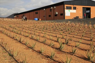 Aloe vera plants commercial cultivation factory building, Tiscamanita, Fuerteventura, Canary