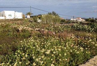 Traditional houses and gardens Villaverde village near Oliva, Fuerteventura, Canary Islands, Spain,