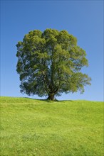 Large lime tree in Oberägeri, Canton Zug, Switzerland, Europe