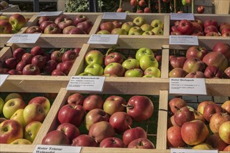 Presentation of different apple varieties, Rhineland-Palatinate, Germany, Europe