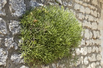 Samphire (Crithmum maritimum) on a natural stone wall on the beach of Saint-Palais-sur-Mer,