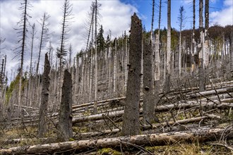 Dead spruce trees, broken by wind, lying in disarray, forest dieback in the Arnsberg Forest nature