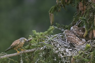 Common kestrel (Falco tinnunculus) at the nest with young birds, Daun, Eifel, Rhineland-Palatinate,