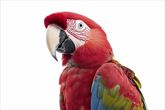 Portrait of red Macaw parrot bird on white background. Generative Ai, AI generated