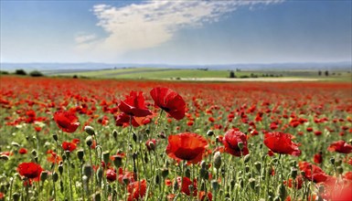 Agriculture, red blooming poppy field, in full bloom, AI generated, AI generated