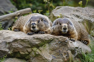 Pair of Marmots resting on stone rocks. KI generiert, generiert, AI generated