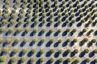 Paw Paw, Michigan, Grasshopper Farms, a large outdoor cannabis grower in west Michigan