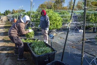 Paw Paw, Michigan, Migrant farmworkers harvest cannabis at Grasshopper Farms. Workers weigh each