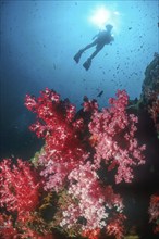 Backlit shot of silhouette of diver in front of sun hovering over colony of red soft coral