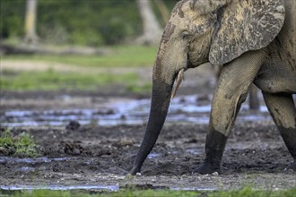 African forest elephant (Loxodonta cyclotis) in the Dzanga Bai forest clearing, Dzanga-Ndoki