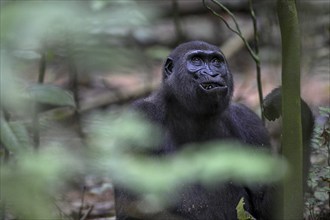 Western lowland gorilla (Gorilla gorilla gorilla) near the Baï-Hokou forest clearing, female,