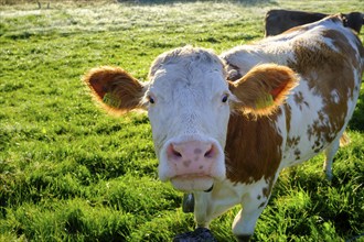 Curious cows, in the Kirchsee Filzen, Kirchseemoor, near Sachsenkam, Tölzer Land, Alpine foothills,