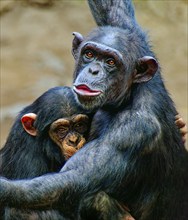 Animal portrait, western chimpanzee (Pan troglodytes verus) cuddling with young animal, captive,