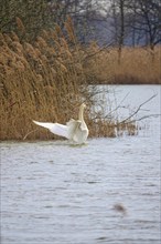 Mute swan, March, Lusatia, Saxony, Germany, Europe