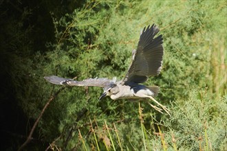 Black-crowned night heron (Nycticorax nycticorax) youngster flying, Camargue, France, Europe