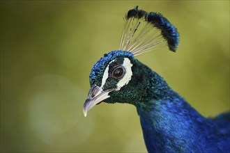 Indian peafowl (Pavo cristatus) portrait, Spain, Europe