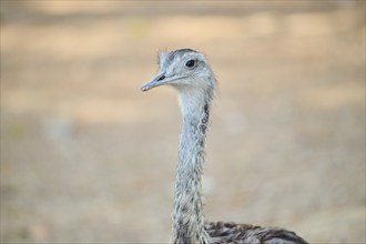 Greater rhea (Rhea americana), portrait, captive, distribution Africa