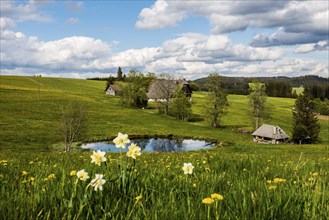 Farms and flowering meadow, Thurner, near St Märgen, Black Forest, Baden-Württemberg, Germany,