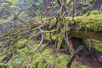 Fallen moss covered tree in an old growth forest