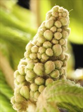 Chestnut, common horse-chestnut (Aesculus hippocastanum), young inflorescence, flower buds, fine