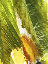 Chestnut, common horse-chestnut (Aesculus hippocastanum), detail of bud with young leaves, resin