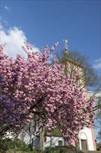 Flowering Japanese cherry (Cerasus serrulata), Siegen, North Rhine-Westphalia, Germany, Europe