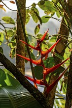 Red native flower, Heliconia acuminata, from the tropical forest preserved in Ilhabela, coast of