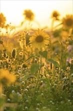 Close-up of a blooming sunflower in a meadow in the golden light, Harz Mountains, Germany, Europe