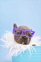 Close up of Funny French Bulldog dog puppy with reading glasses sleeping in bucket on blue