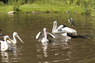 Grey heron (Ardea cinerea) australian pelicans (Pelecanus conspicillatus) and on the left a