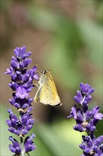 Large skipper (Ochlodes venatus), collecting nectar from a flower of Common lavender (Lavandula