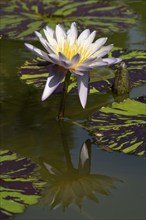 Tropical water lily (Nymphaea) with reflection, Rassame Chan, flowering, North Rhine-Westphalia,