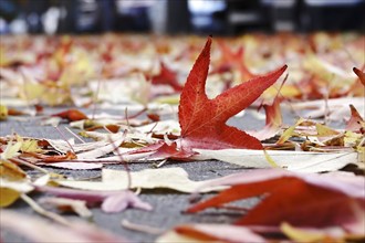 Leaves of the amber tree, autumn time, October, Germany, Europe