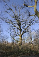 Old oak tree, natural monument in Sacrow Castle Park, Potsdam, Brandenburg, Germany, Europe