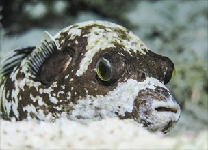 Masked puffer (Arothron diadematus), night, dive site Abu Nuhas Reef, Red Sea, Egypt, Africa