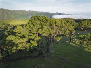 Aerial view of centuries-old til trees in fantastic magical idyllic Fanal Laurisilva forest on