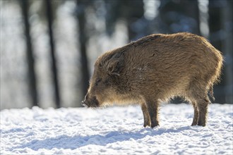 Wild boar (Sus scrofa), in the snow, Vulkaneifel, Rhineland-Palatinate, Germany, Europe