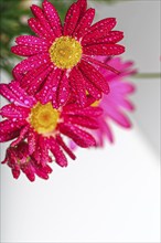 Fresh red flowers covered in dew in an energetic close-up