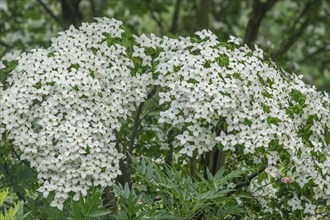 Flowering kousa dogwood (Cornus kousa), North Rhine-Westphalia, Germany, Europe