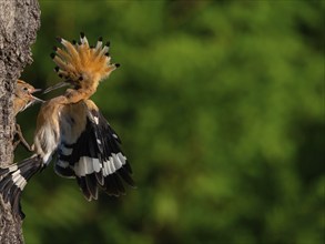 Hoopoe, (Upupa epops), breeding den, young feeding, hoopoe family, formerly raptors, Hides de El