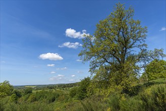 Svanninge Bakker, Faaborg, wooded heights in southern Funen, nature reserve, recreation, hiking,