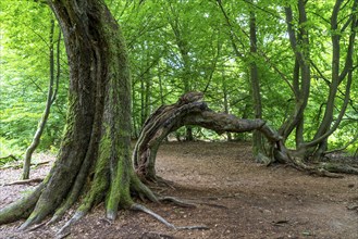 The Sababurg primeval forest, or primeval forest in the Reinhardswald, is a 95-hectare biotope