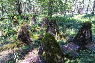 Remains of the former Westwall, anti-tank barriers, on the border with Belgium, in a forest near