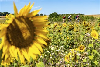 Country road, with cyclist, sunflower field southeast of Nideggen, in the Rureifel, North