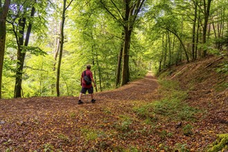 Forest path near Manderscheid, Vulkaneifel, Eifel, Rhineland-Palatinate, Germany, Europe